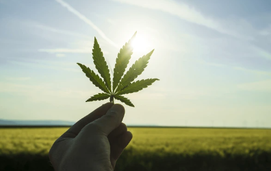 Desmitificando el Cannabis: Separando los hechos de la ficción y promoviendo la Salud Mental
